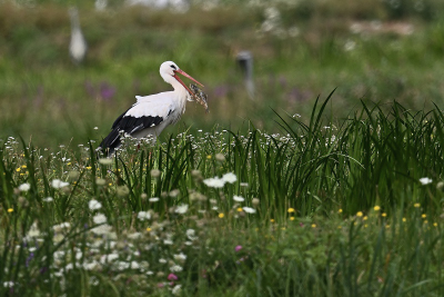 Storch