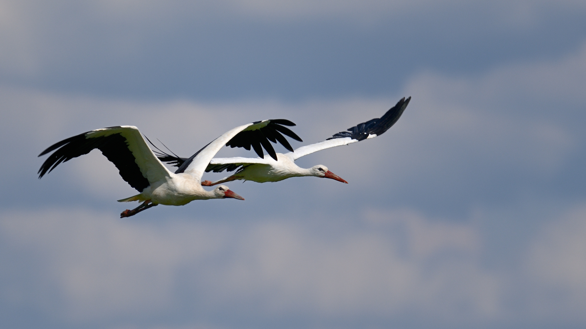 Storch