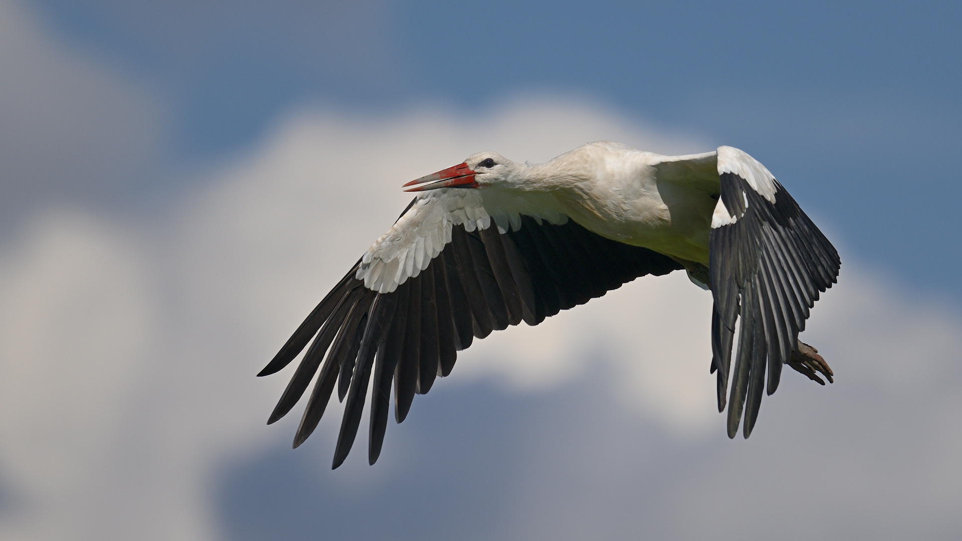 Storch