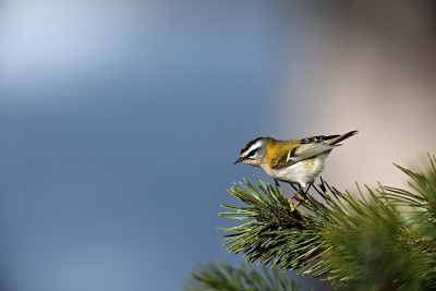 Sommergoldhähnchen