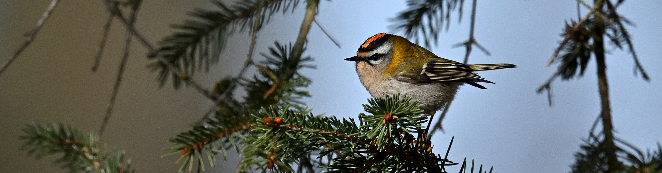 Goldhähnchen