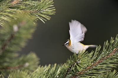 Sommergoldhähnchen