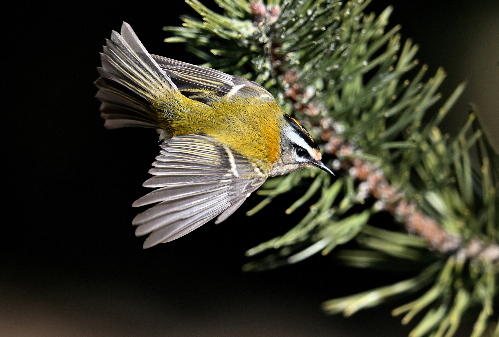 Sommergoldhähnchen