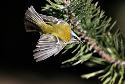 Sommergoldhähnchen