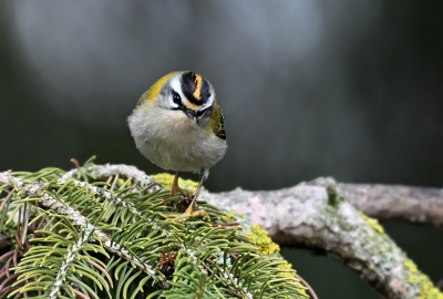 Sommergoldhähnchen