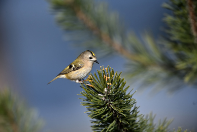 Wintergoldhähnchen