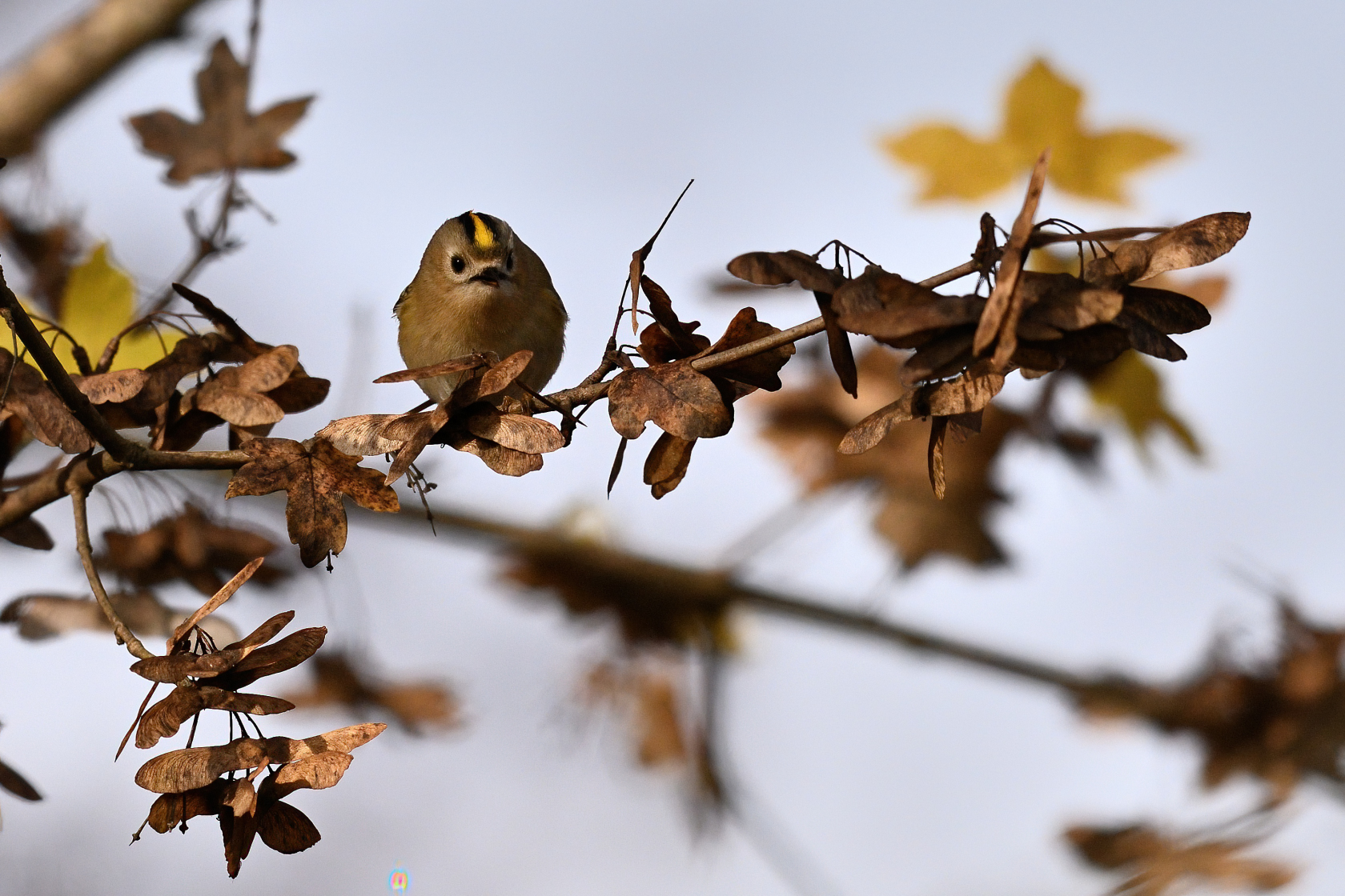 Wintergoldhähnchen