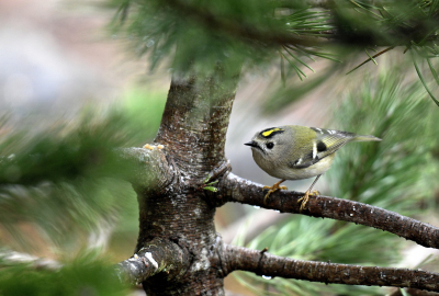Wintergoldhähnchen