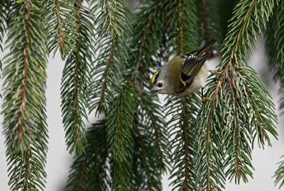 Wintergoldhähnchen