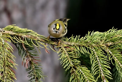 Wintergoldhähnchen