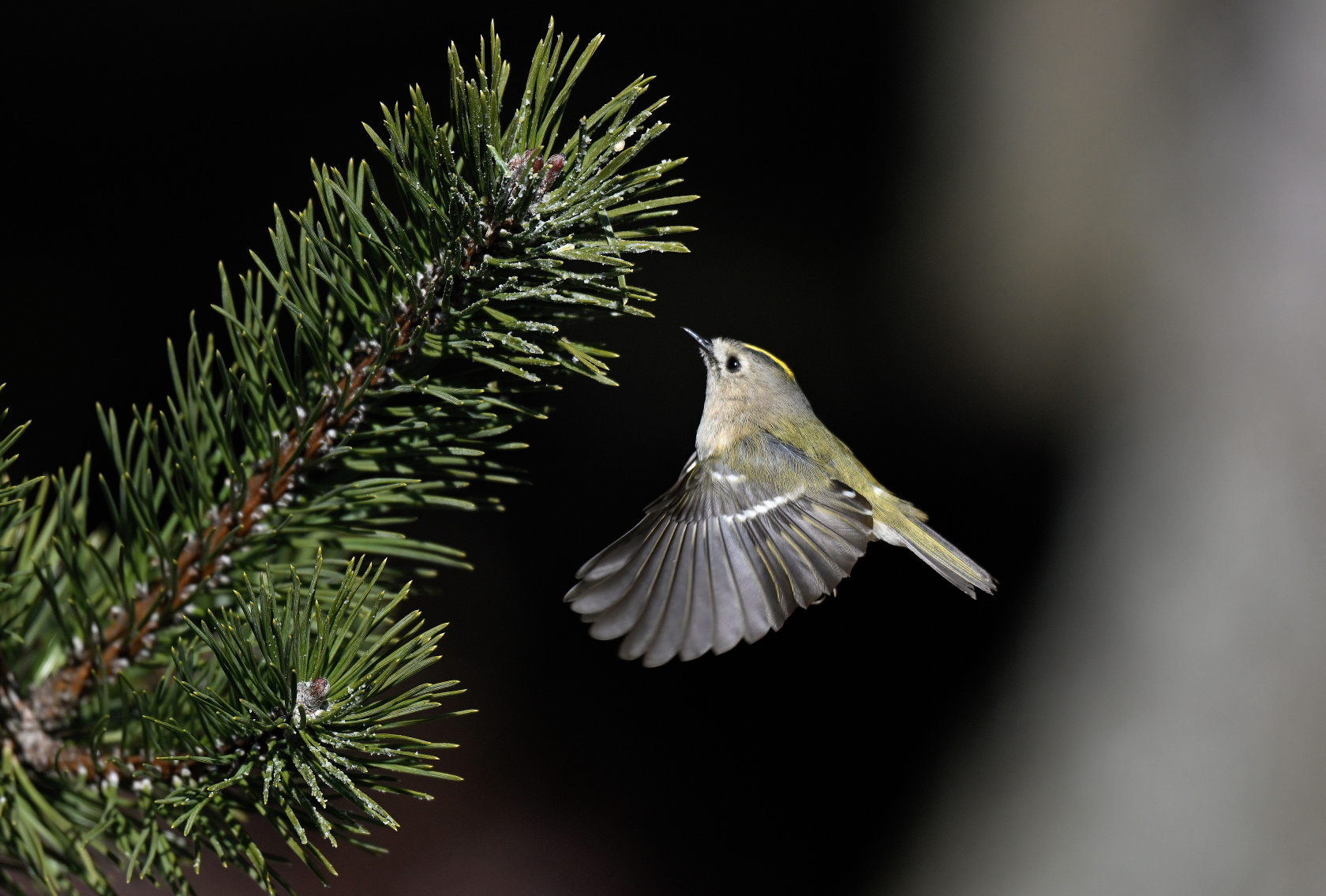 Wintergoldhähnchen
