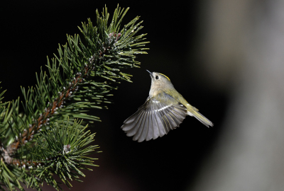 Wintergoldhähnchen
