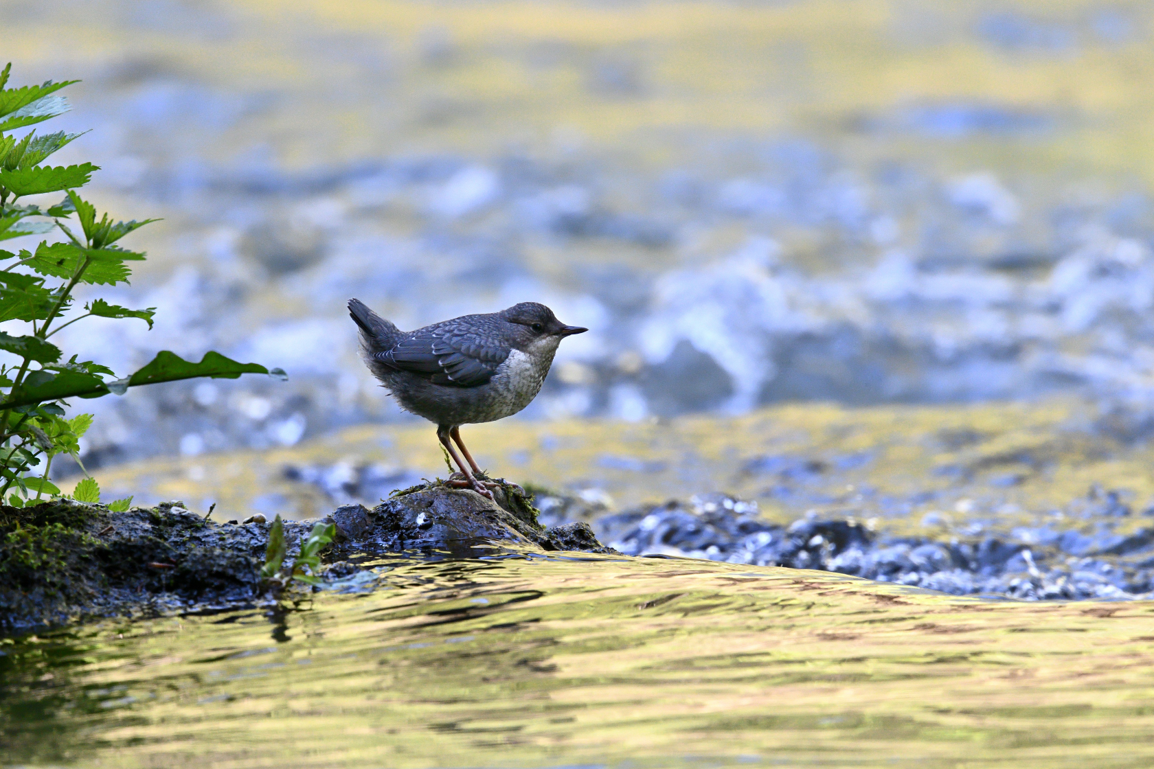 Wasseramsel