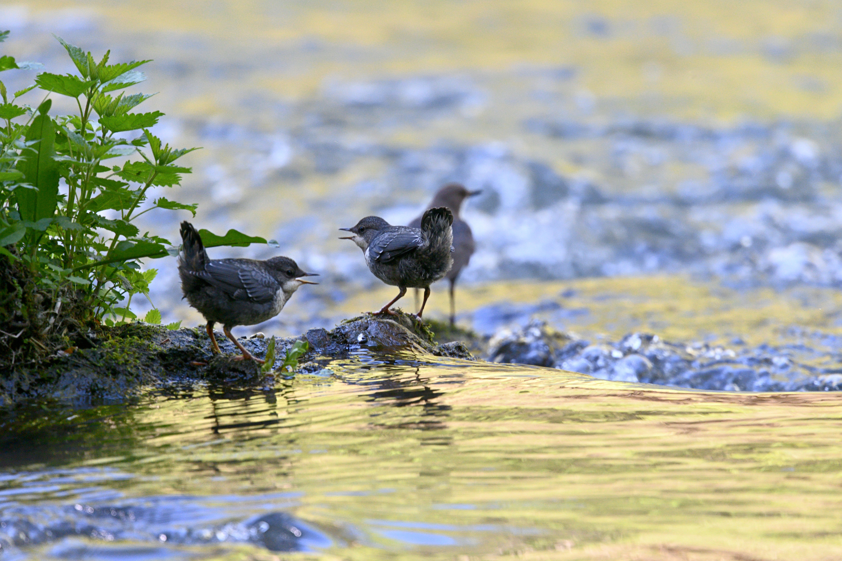 Wasseramsel