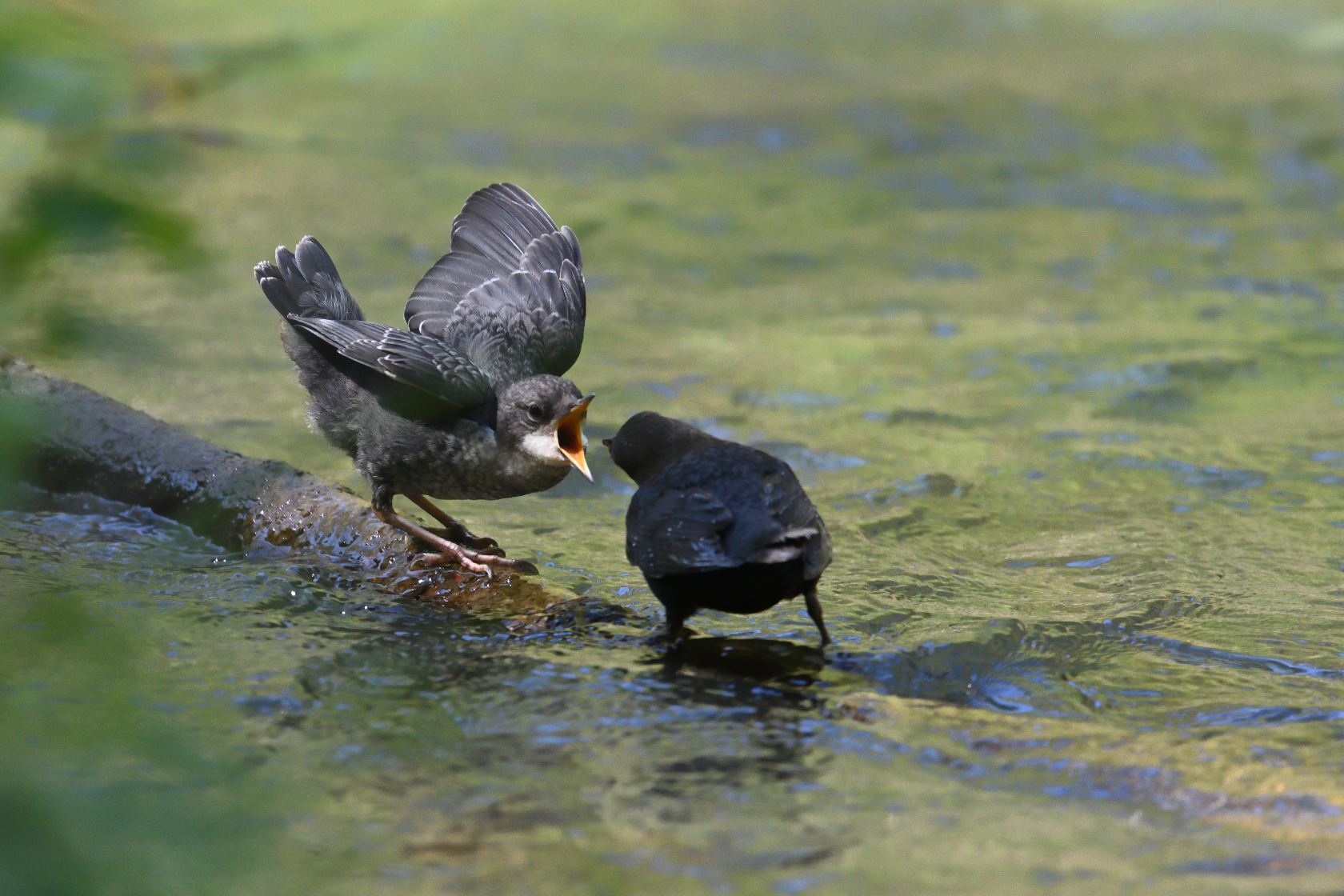 Wasseramsel