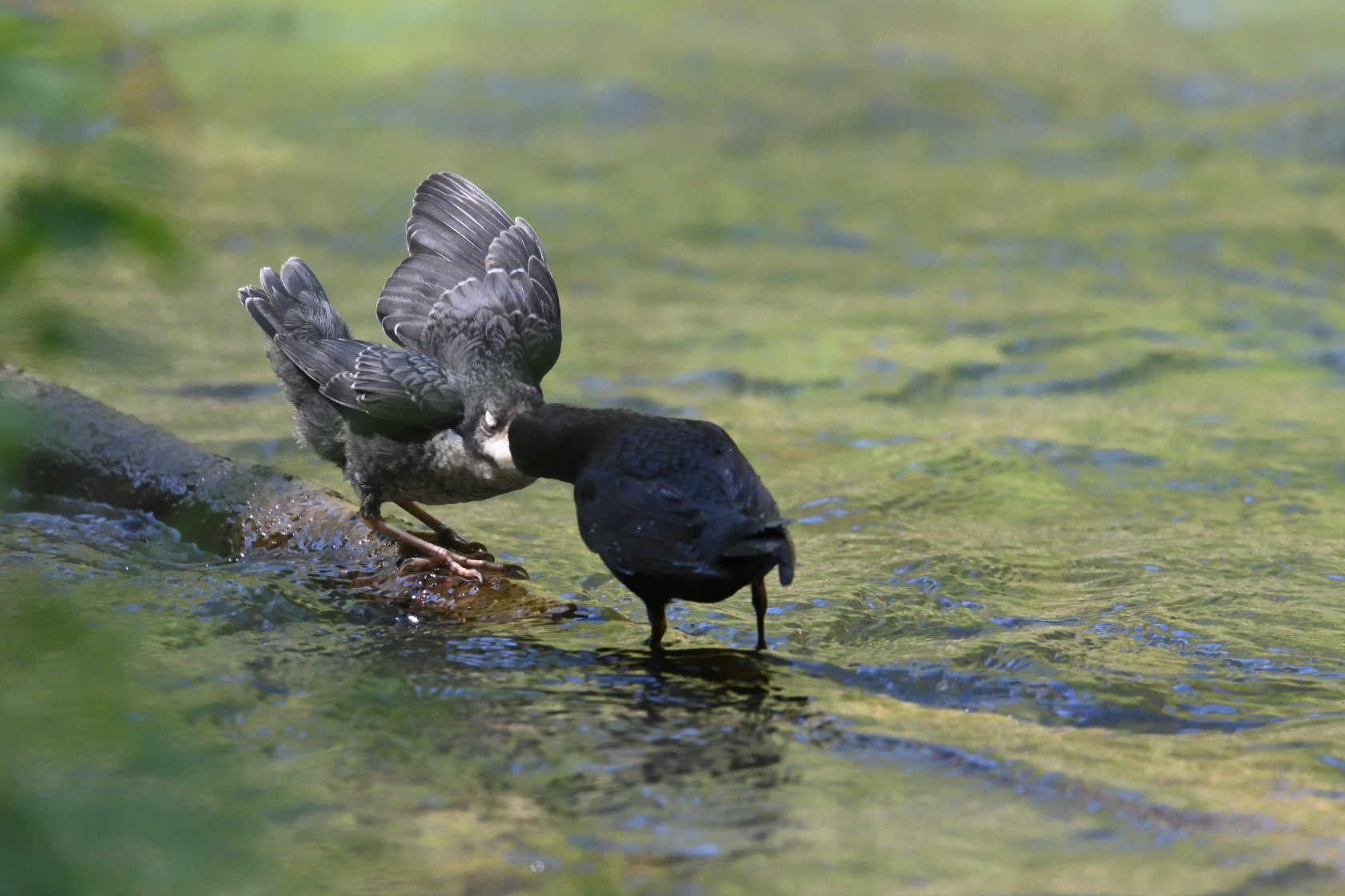 Wasseramsel