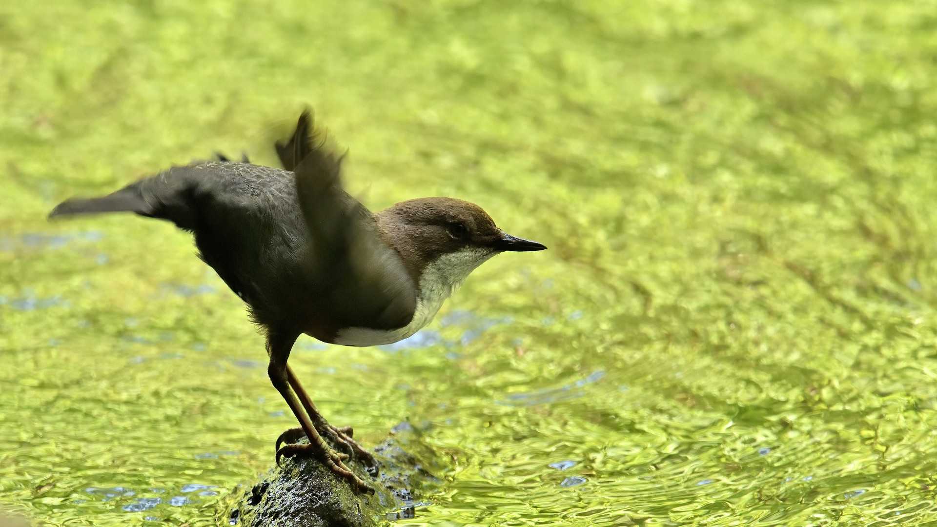 Wasseramsel