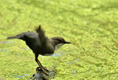 Wasseramsel