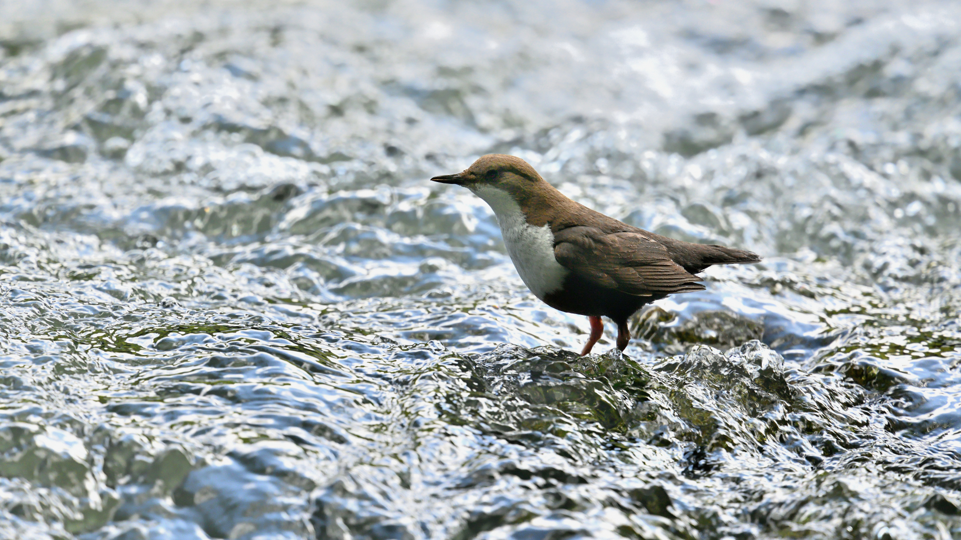 Wasseramsel